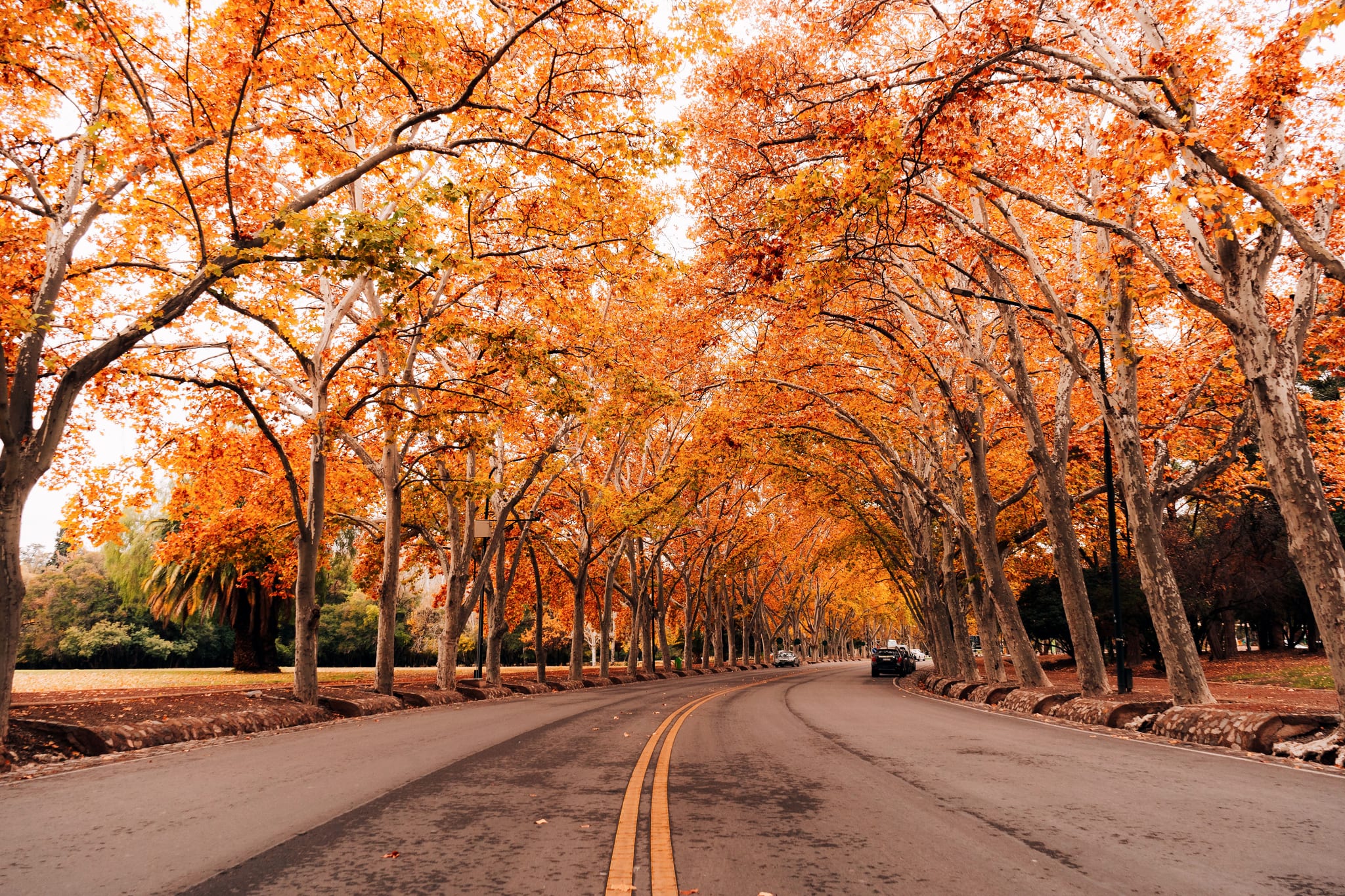 Tree-lined Irvington street in Northeast Portland, OR with stately early-1900s Foursquare and Tudor homes behind mature elms